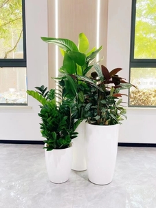 宁波奉化绿植租摆